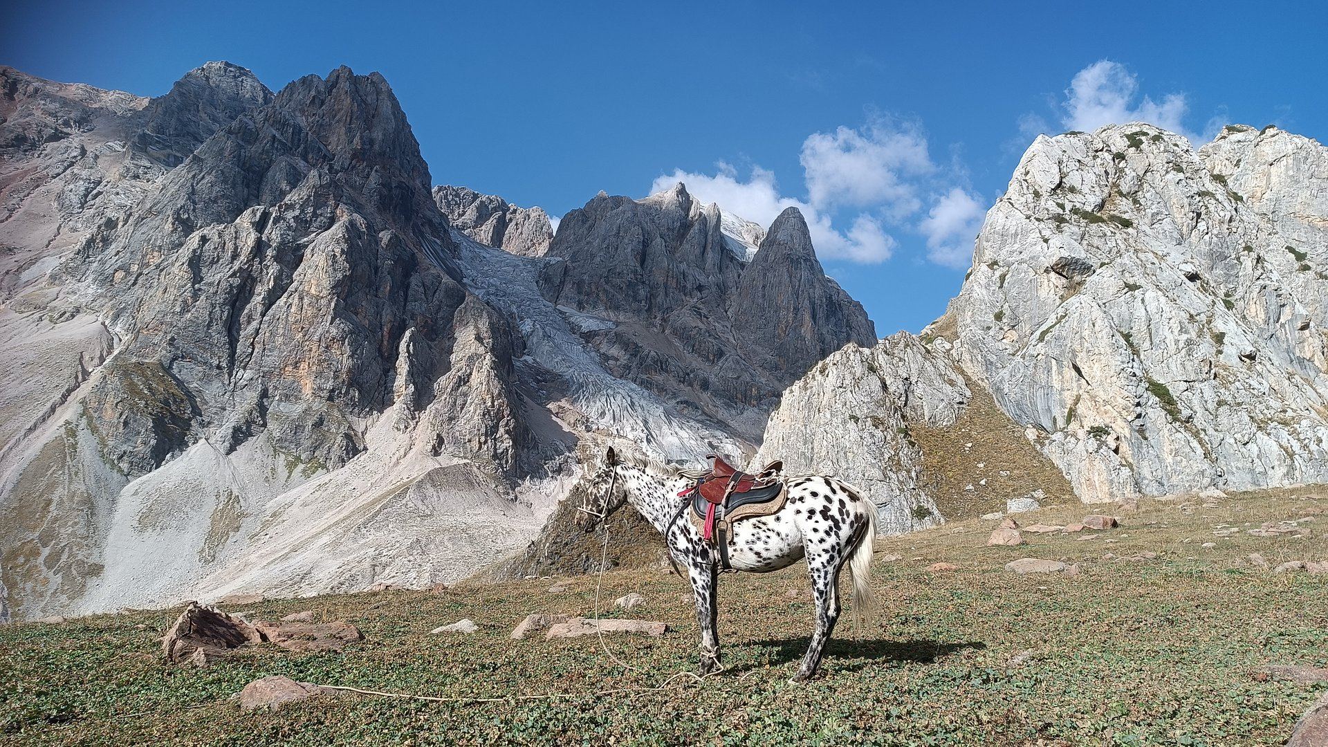 Cheval kirghize dans les Monts Célestes